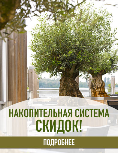 Интернет магазин комнатных растений и цветов GardenGrove.ru | Купить ...