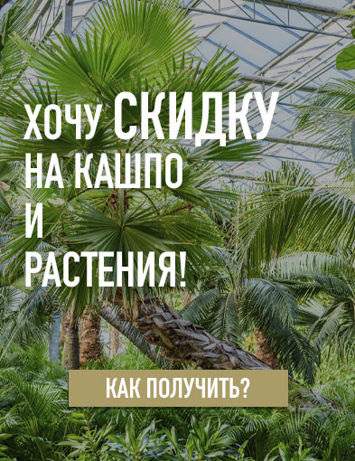 Интернет магазин комнатных растений и цветов Гарден Гров | Купить ...