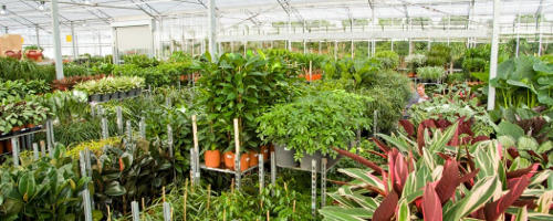 Купить комнатные растения в москве с доставкой недорого интернет магазин сладкая подольск