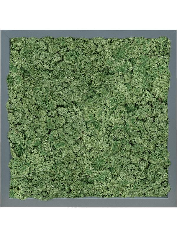 Картина из мха mdf ral 7016 satin gloss 100% reindeer moss (moss green) L40 W40 H6 см