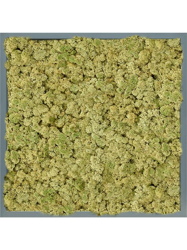 Картина из мха mdf ral 7016 satin gloss 100% reindeer (oldgreen) L60 W60 H6 см