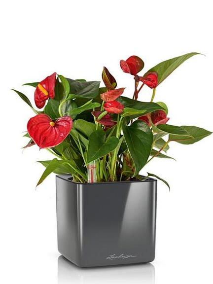 Кашпо Lechuza Cube Glossy