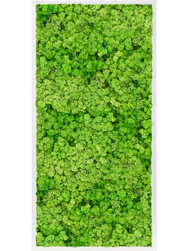 Картина из мха mdf ral 9010 satin gloss 100% reindeer moss (light grass green) L120 W60 H6 см