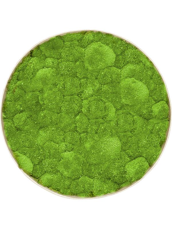 Картина из мха nova frame antique white-concrete 100% ball moss D60 H5 см