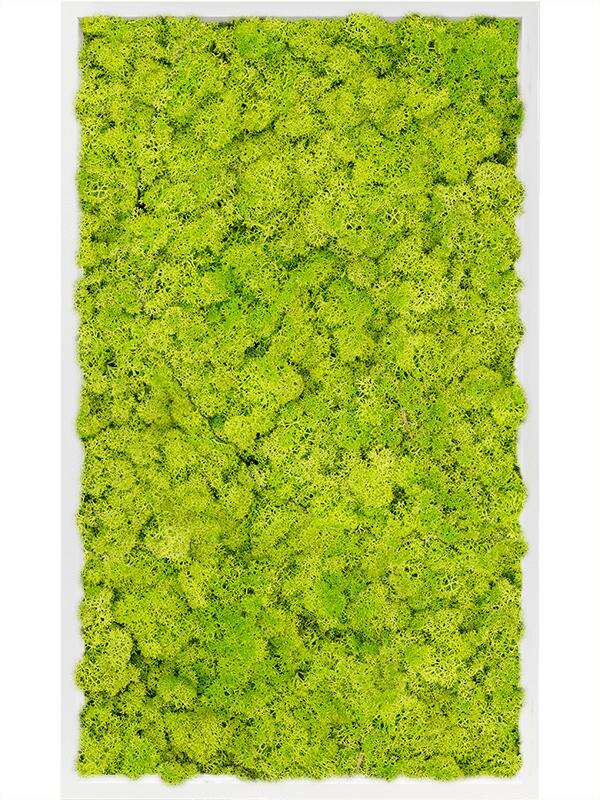 Картина из мха mdf ral 9010 satin gloss 100% reindeer moss (spring green) L100 W60 H6 см