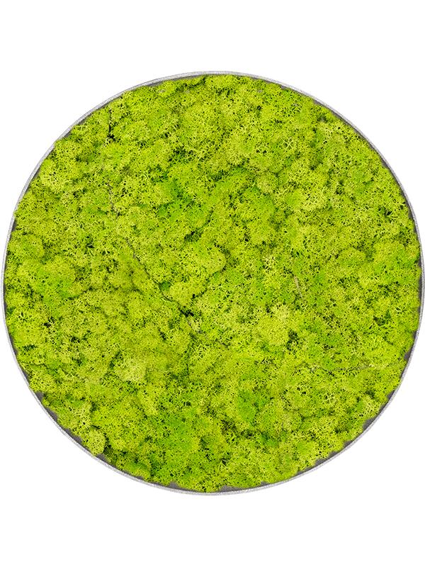 Картина из мха nova frame natural-concrete reindeer moss (spring green) D60 H5 см
