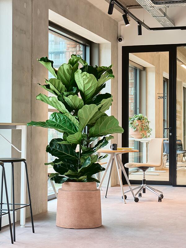 Кашпо Colorado planter terra dark D50 H48 см