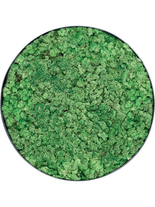 Картина из мха nova frame anthracite-concrete 100% reindeer (grass green) D100 H5 см