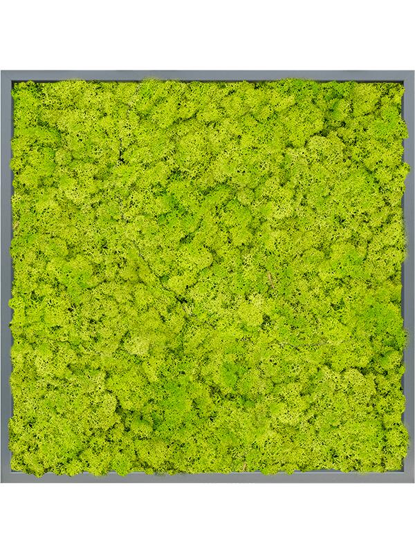 Картина из мха mdf ral 7016 satin gloss 100% reindeer moss (spring green) L80 W80 H6 см