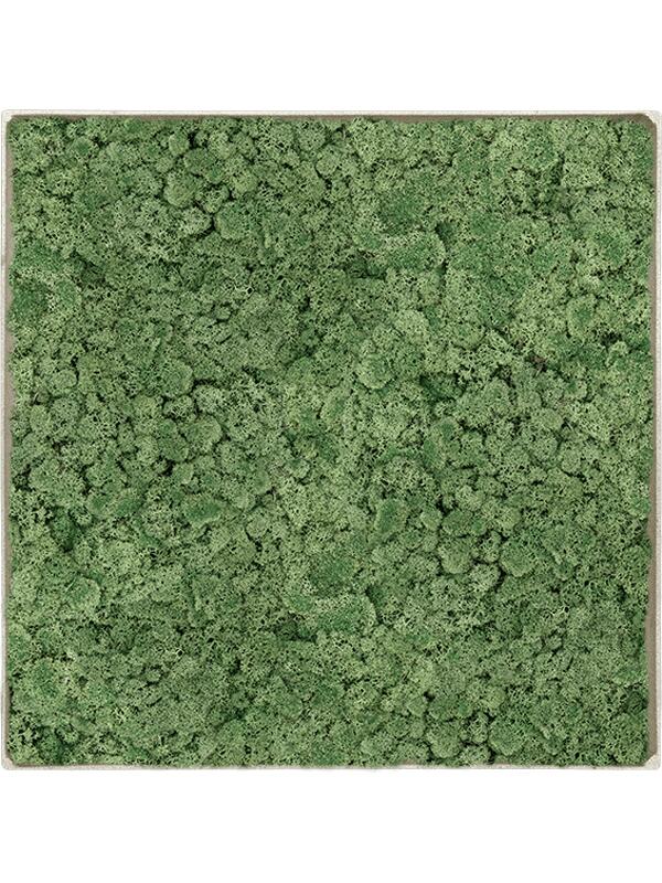 Картина из мха nova frame antique white-concrete 100% reindeer moss (moss green) L60 W60 H5 см
