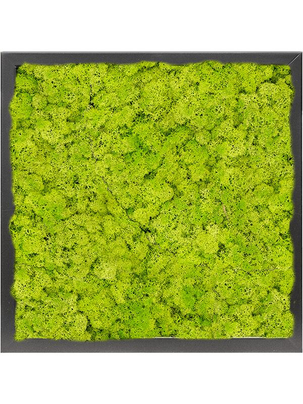Картина из мха mdf ral 9005 satin gloss 100% reindeer moss (spring green) L40 W40 H6 см
