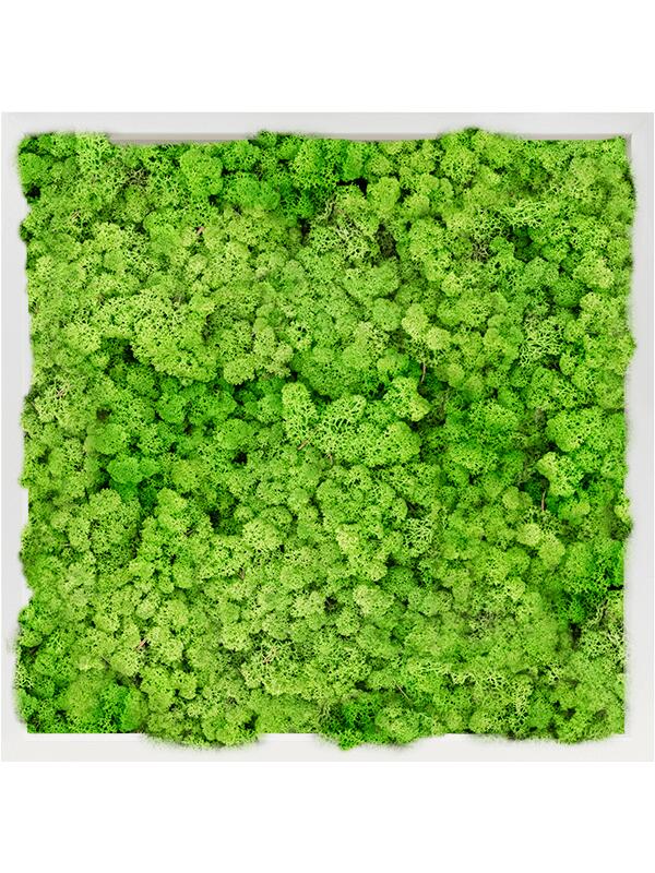 Картина из мха mdf ral 9010 satin gloss 100% reindeer moss (light grass green) L60 W60 H6 см