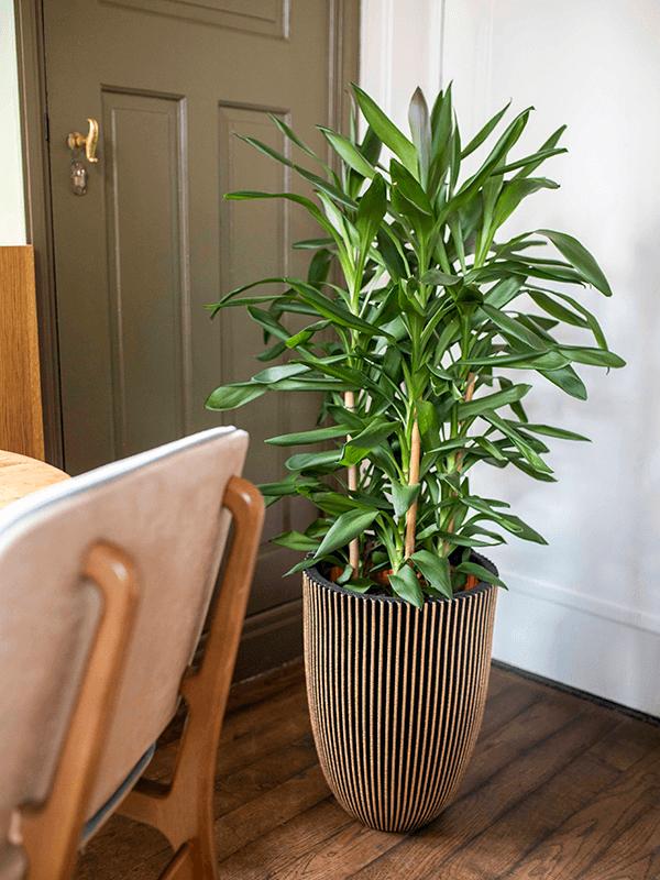 Кашпо Capi nature groove nl vase elegant low black gold D34 H46 см