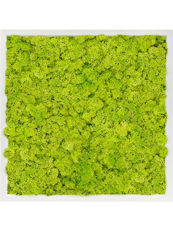 Картина из мха mdf ral 9010 satin gloss 100% reindeer moss (spring green) L60 W60 H6 см