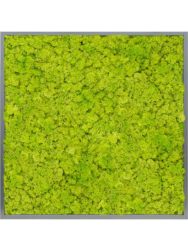 Картина из мха mdf ral 7016 satin gloss 100% reindeer moss (spring green) L100 W100 H6 см