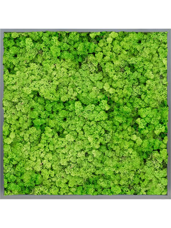 Картина из мха mdf ral 7016 satin gloss 100% reindeer (light grass green) L100 W100 H6 см