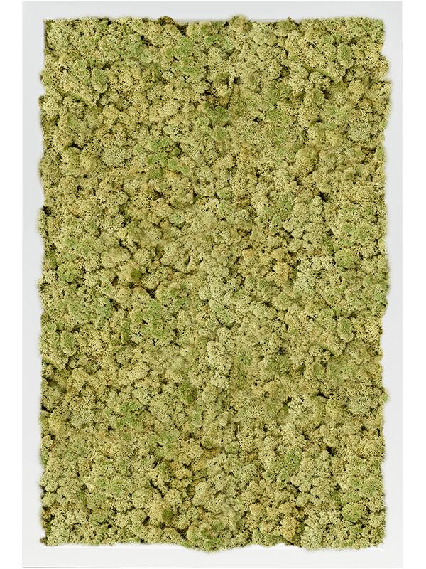 Картина из мха mdf ral 9010 satin gloss 100% reindeer moss (old green) L60 W40 H6 см
