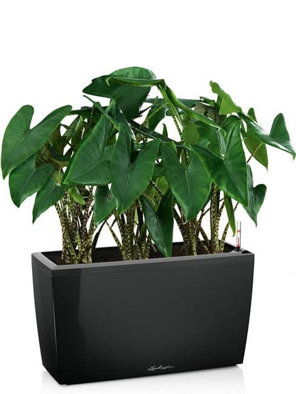 Кашпо Lechuza Cararo