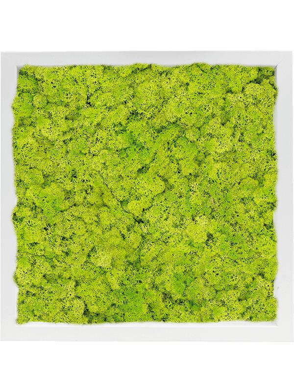 Картина из мха mdf ral 9010 satin gloss 100% reindeer moss (spring green) L40 W40 H6 см