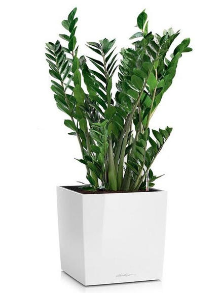 Кашпо Lechuza Cube