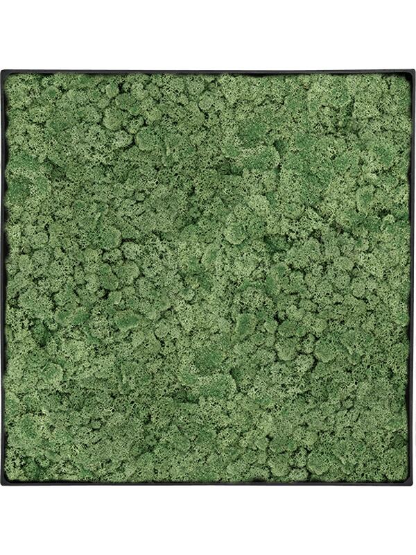 Картина из мха nova frame anthracite-concrete 100% reindeer moss (moss green) L50 W50 H5 см