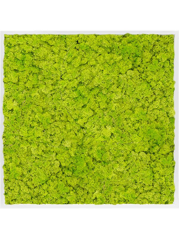 Картина из мха mdf ral 9010 satin gloss 100% reindeer moss (spring green) L100 W100 H6 см