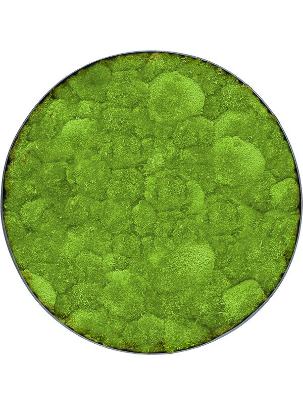 Картина из мха nova frame anthracite-concrete 100% ball moss D50 H5 см