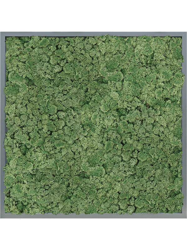 Картина из мха mdf ral 7016 satin gloss 100% reindeer moss (moss green) L80 W80 H6 см
