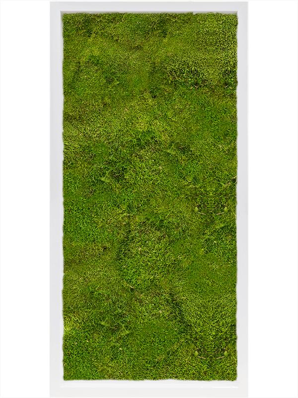 Картина из мха mdf ral 9010 satin gloss 100% flat moss L80 W40 H6 см
