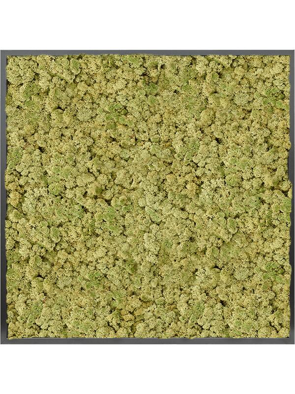 Картина из мха mdf ral 9005 satin gloss 100% reindeer moss (old green) L100 W100 H6 см