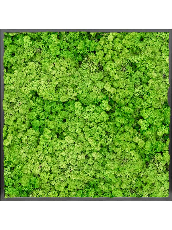 Картина из мха mdf ral 9005 satin gloss 100% reindeer moss (light grass green) L100 W100 H6 см