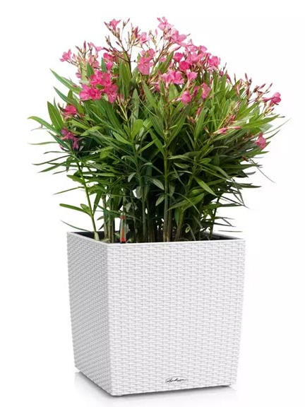 Кашпо Lechuza Cube Cottage