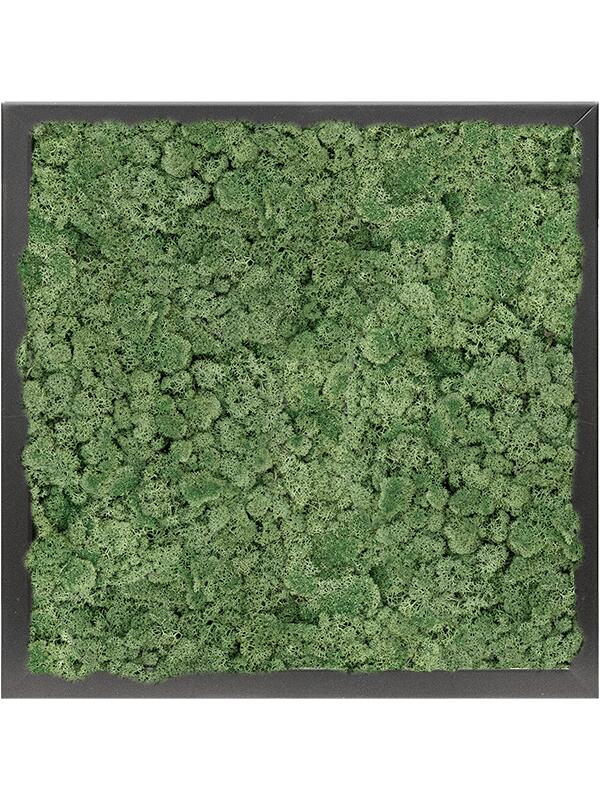 Картина из мха mdf ral 9005 satin gloss 100% reindeer moss (moss green) L40 W40 H6 см
