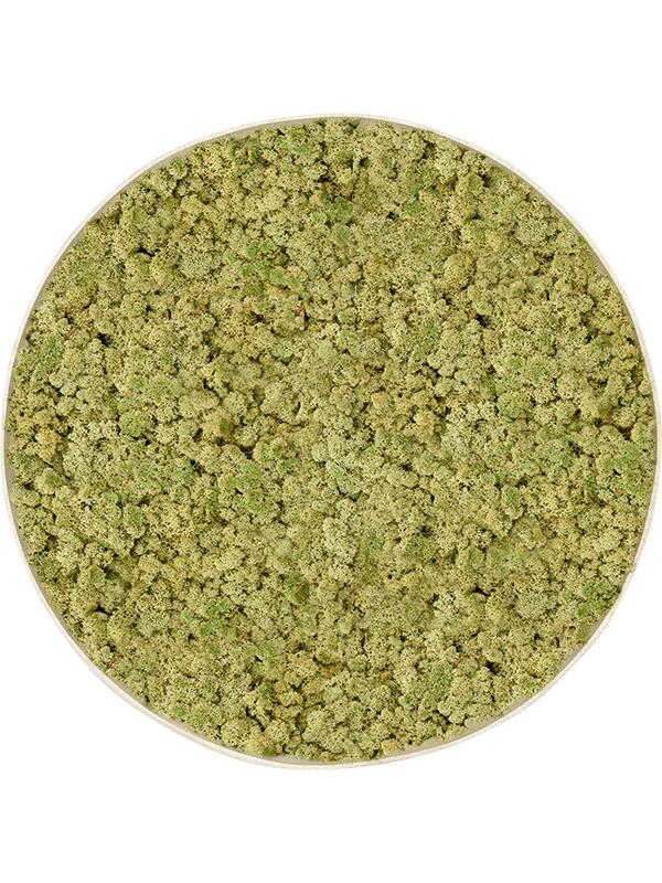 Картина из мха nova frame antique white-concrete 100% reindeer (oldgreen) D60 H5 см