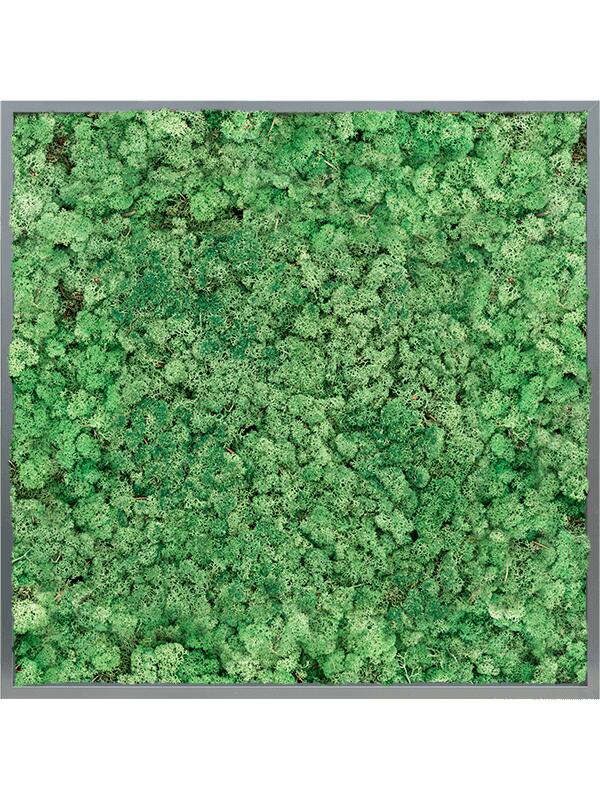 Картина из мха mdf ral 7016 satin gloss 100% reindeer (grass green) L100 W100 H6 см