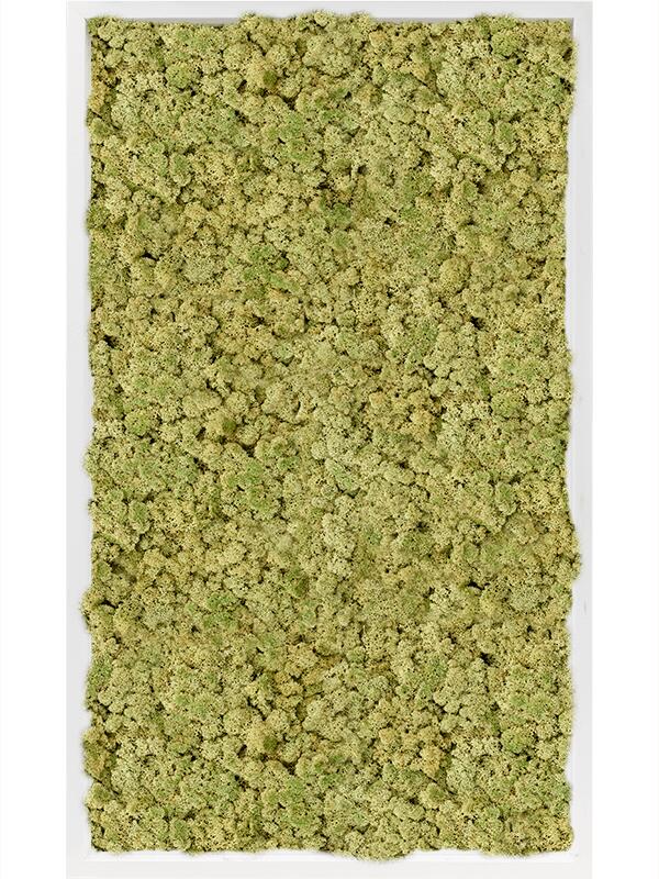 Картина из мха mdf ral 9010 satin gloss 100% reindeer moss (old green) L100 W60 H6 см