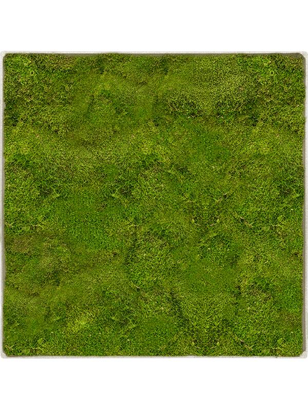 Картина из мха nova frame antique white-concrete 100% flat moss L70 W70 H5 см