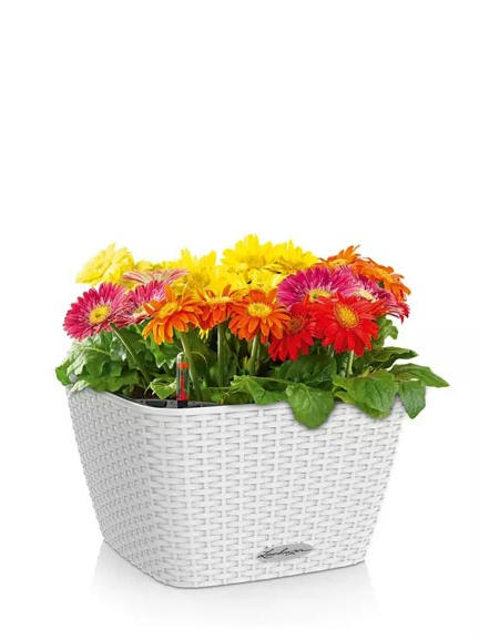 Кашпо Lechuza Bacino Cottage