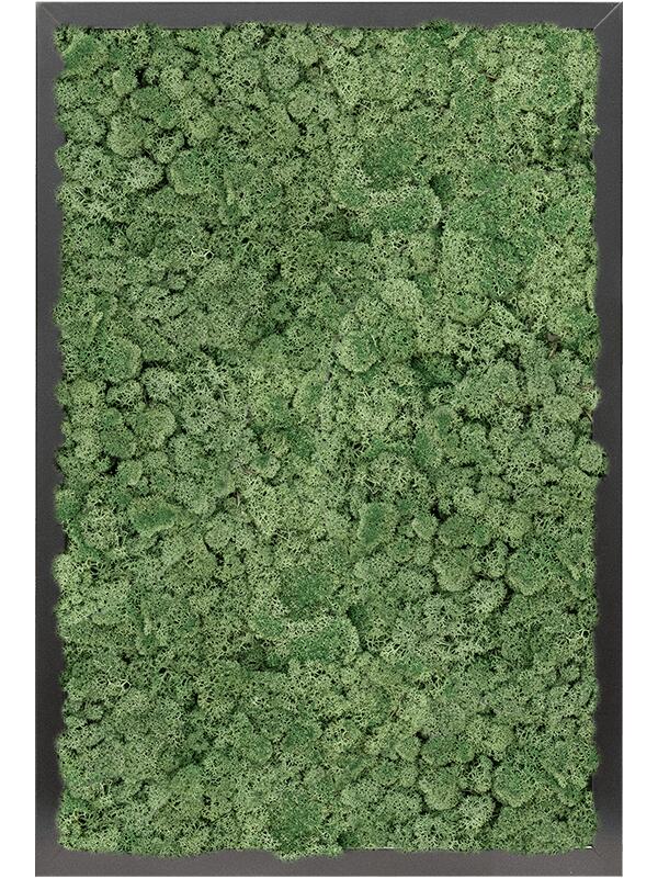 Картина из мха mdf ral 9005 satin gloss 100% reindeer moss (moss green) L60 W40 H6 см