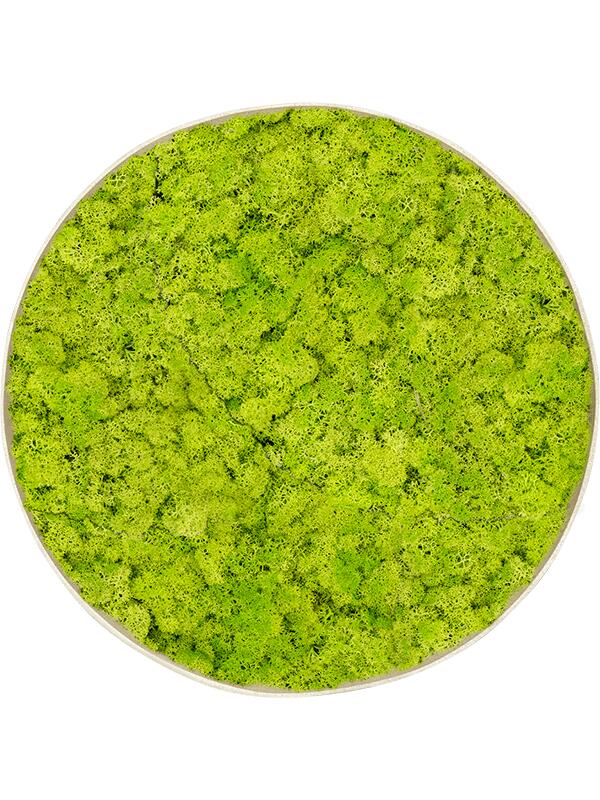 Картина из мха nova frame antique white-concrete reindeer moss (spring green) D30 H5 см