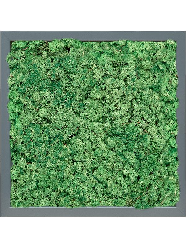 Картина из мха mdf ral 7016 satin gloss 100% reindeer (grass green) L40 W40 H6 см