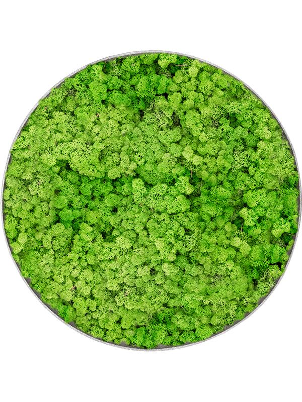 Картина из мха nova frame natural-concrete 100% reindeer (light grass green) D60 H5 см