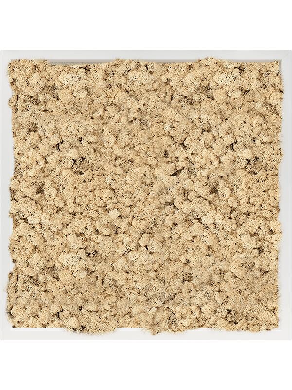 Картина из мха mdf ral 9010 satin gloss 100% reindeer moss (natural) L60 W60 H6 см