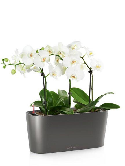 Кашпо Lechuza Delta 10 и Delta 20