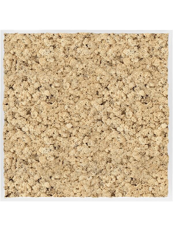 Картина из мха mdf ral 9010 satin gloss 100% reindeer moss (natural) L100 W100 H6 см