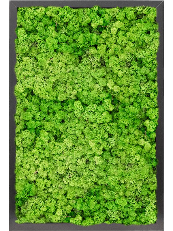 Картина из мха mdf ral 9005 satin gloss 100% reindeer moss (light grass green) L60 W40 H6 см