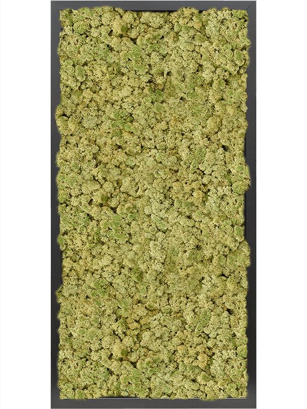 Картина из мха mdf ral 9005 satin gloss 100% reindeer moss (old green) L80 W40 H6 см
