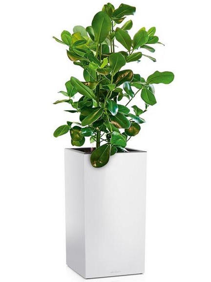 Кашпо Lechuza Canto high