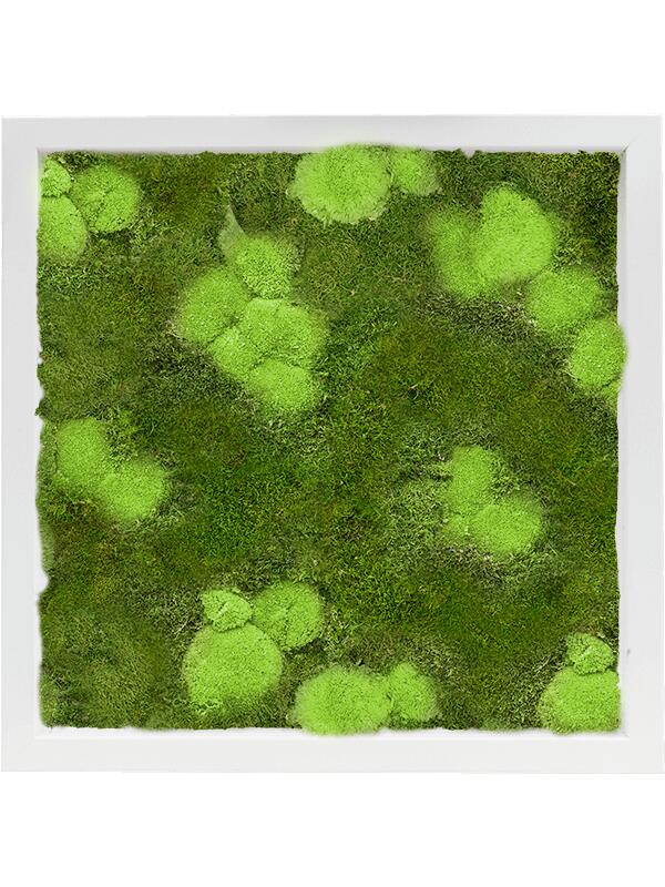 Картина из мха mdf ral 9010 satin gloss 30% ball- and 70% flat moss L40 W40 H6 см