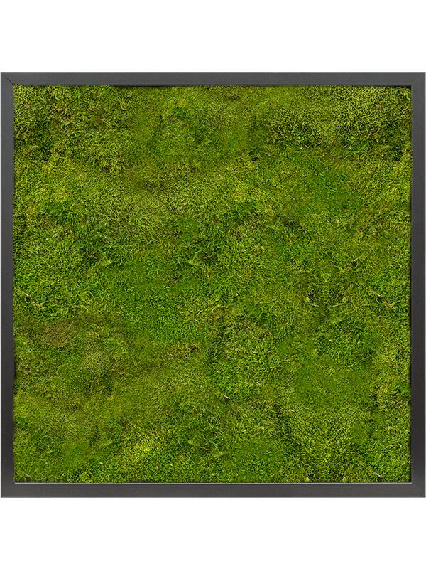 Картина из мха mdf ral 9005 satin gloss 100% flat moss L60 W60 H6 см